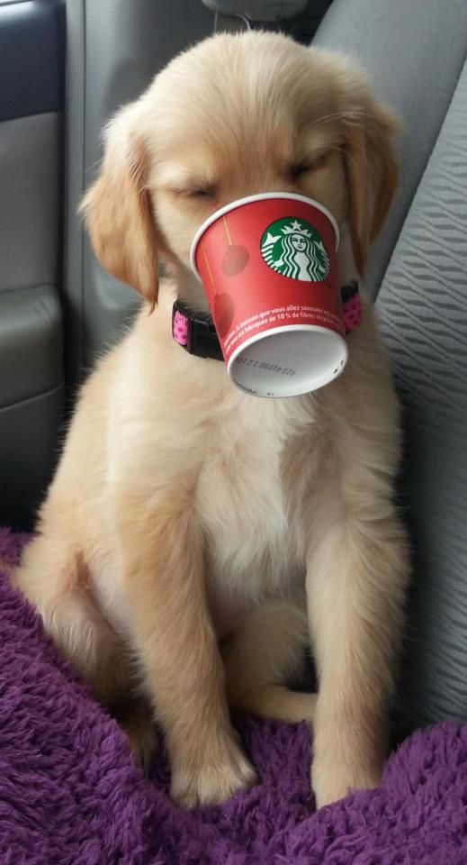 is starbucks puppuccino good for dogs