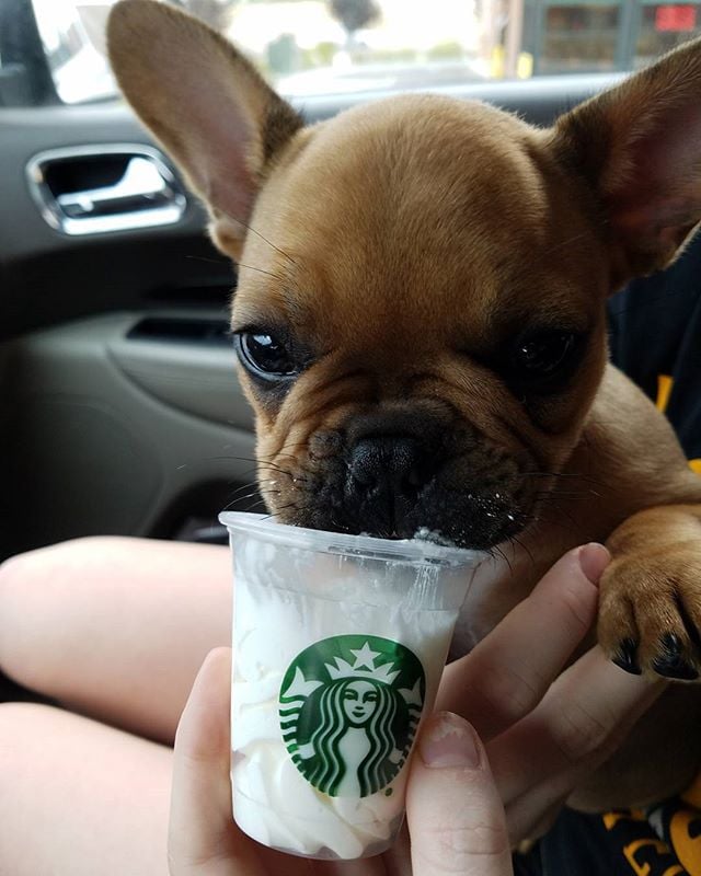 Starbucks puppy cup