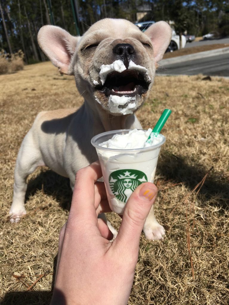 Treats for shop dogs at starbucks